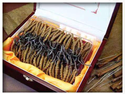 凤山冬虫夏草回收?